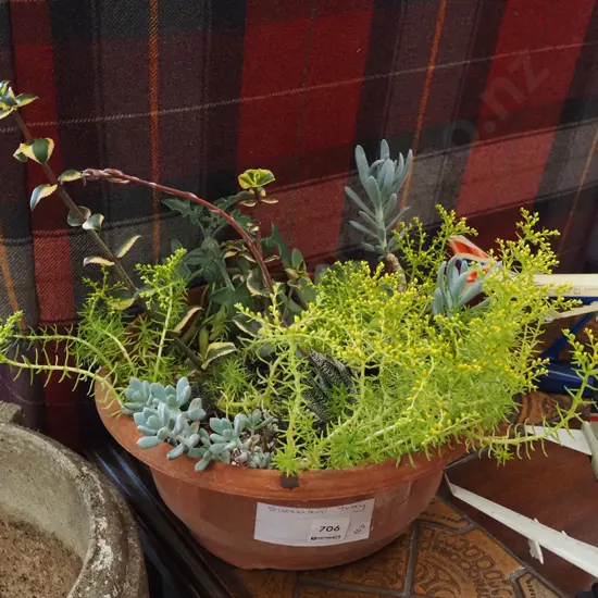 various succulents in plastic planter