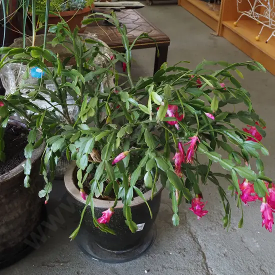 flowering succulent in garden planter  - Christmas cactus