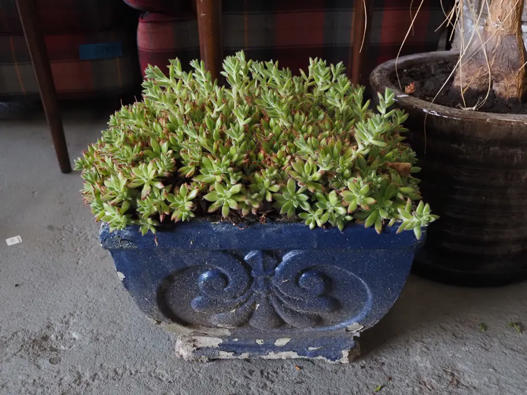 suuculent in blue concrete square planter Image 1++