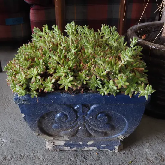 suuculent in blue concrete square planter
