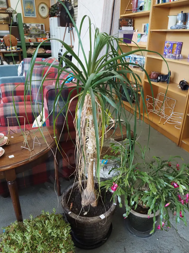 pony tail palm in trickle glazed ribbed planter Overall H1200 Image 1++