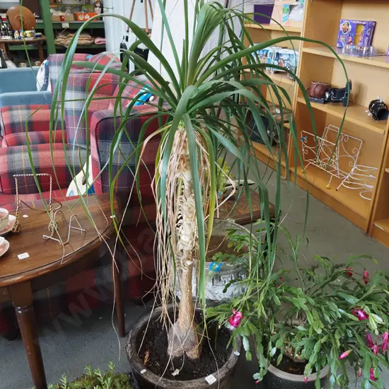 pony tail palm in trickle glazed ribbed planter Overall H1200