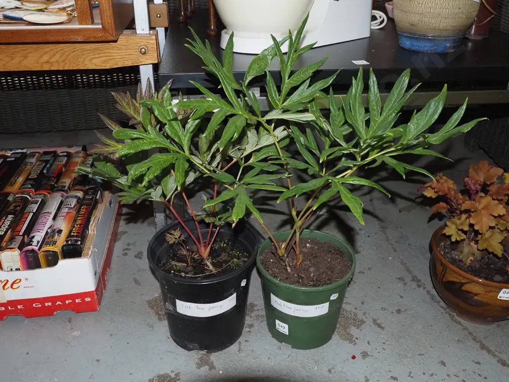2x potted red tree peonies Image 1++