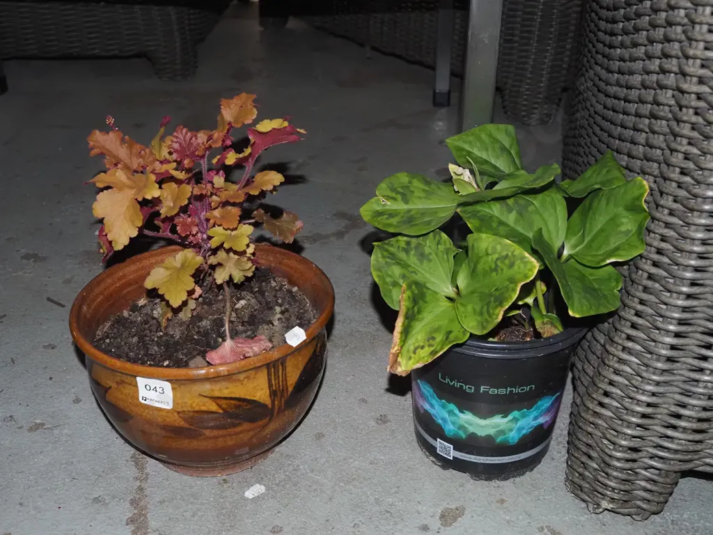 potted heuchera, trillium Image 1++