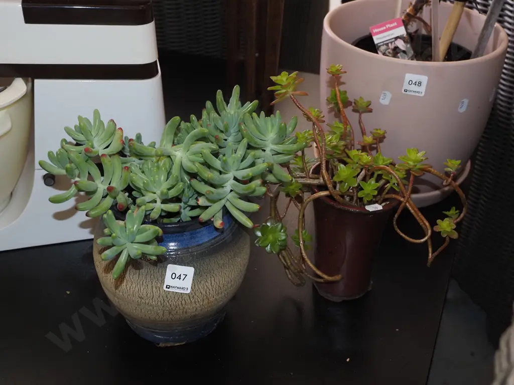2x potted succulents Image 1++