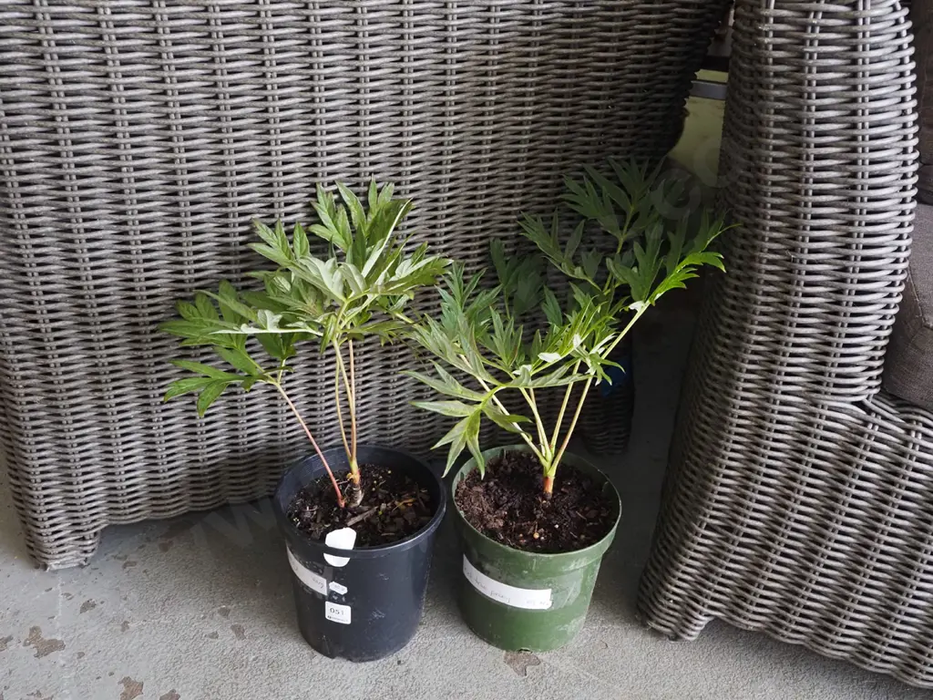 2x potted red tree peonies Image 1++