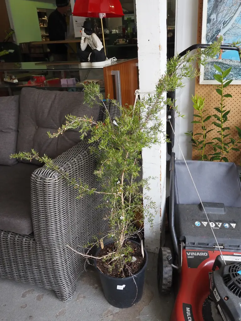 potted manuka Image 1++