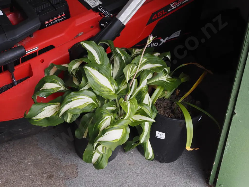 potted variegated hosta, white nerines Image 1++