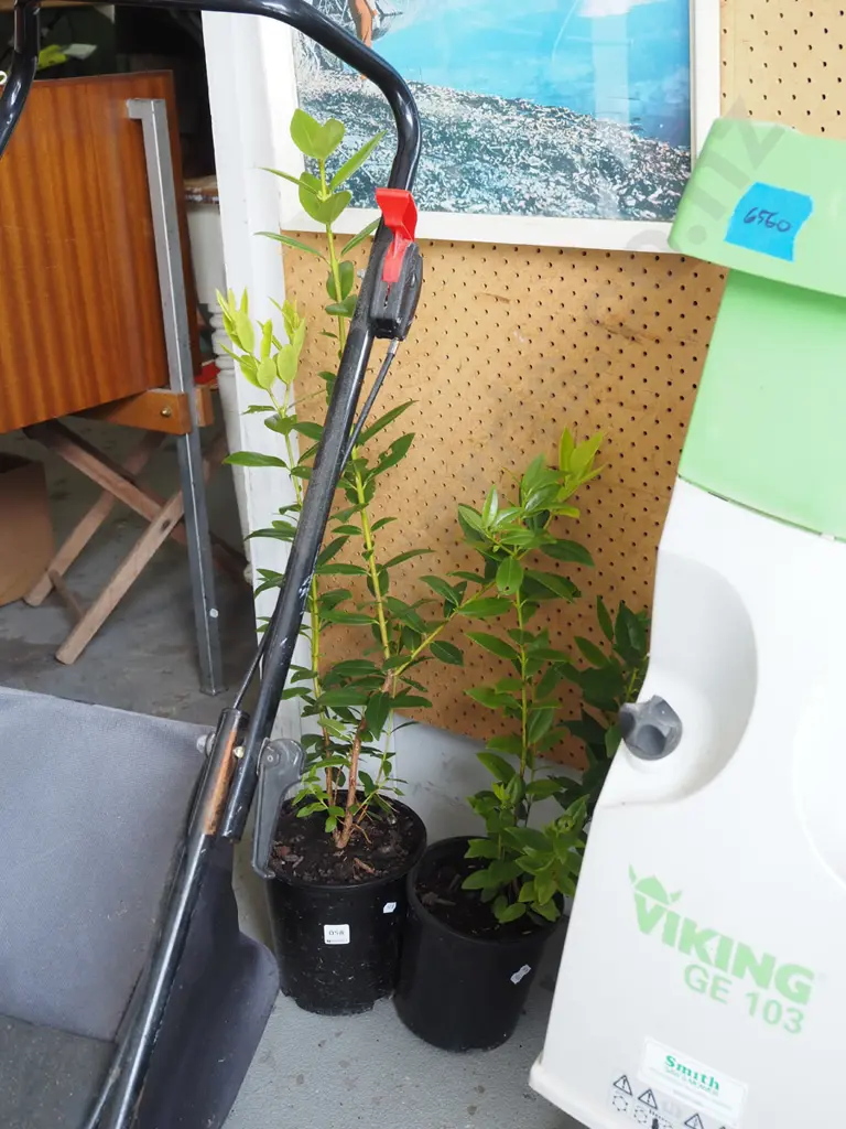 2x potted pohutukawa Image 1++