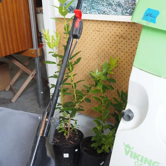 2x potted pohutukawa