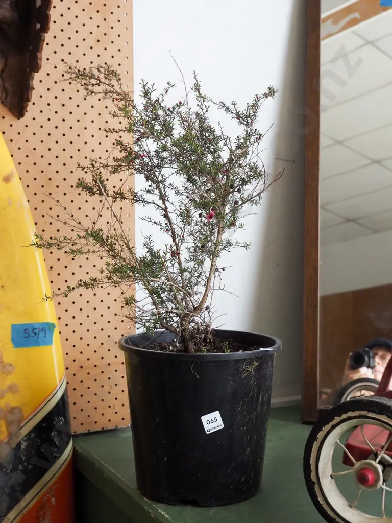 potted manuka Image 1++