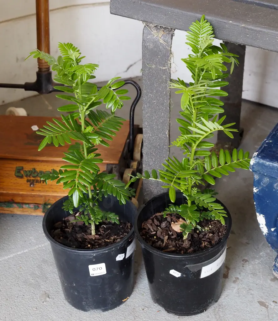 2x pottted red kakas beaks Image 1++