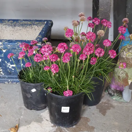 3x potted pink amerias