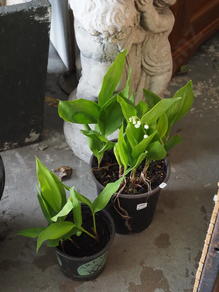 2x potted lily of the valley Image 1++