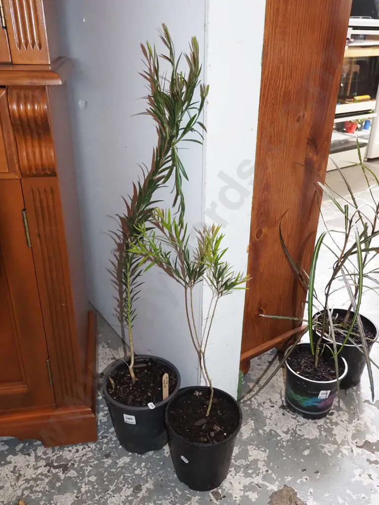 2x potted bottle brushes Image 1++