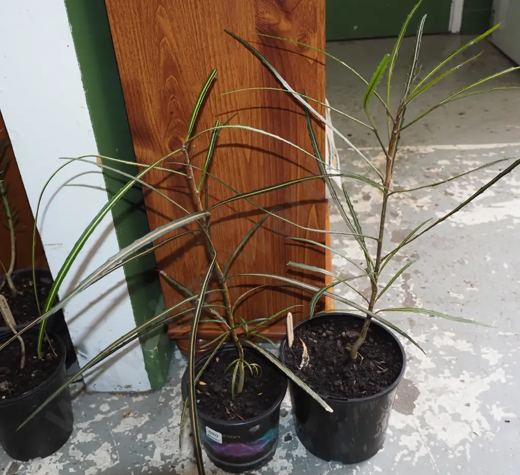 2x potted lancewoods Image 1++