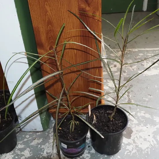 2x potted lancewoods