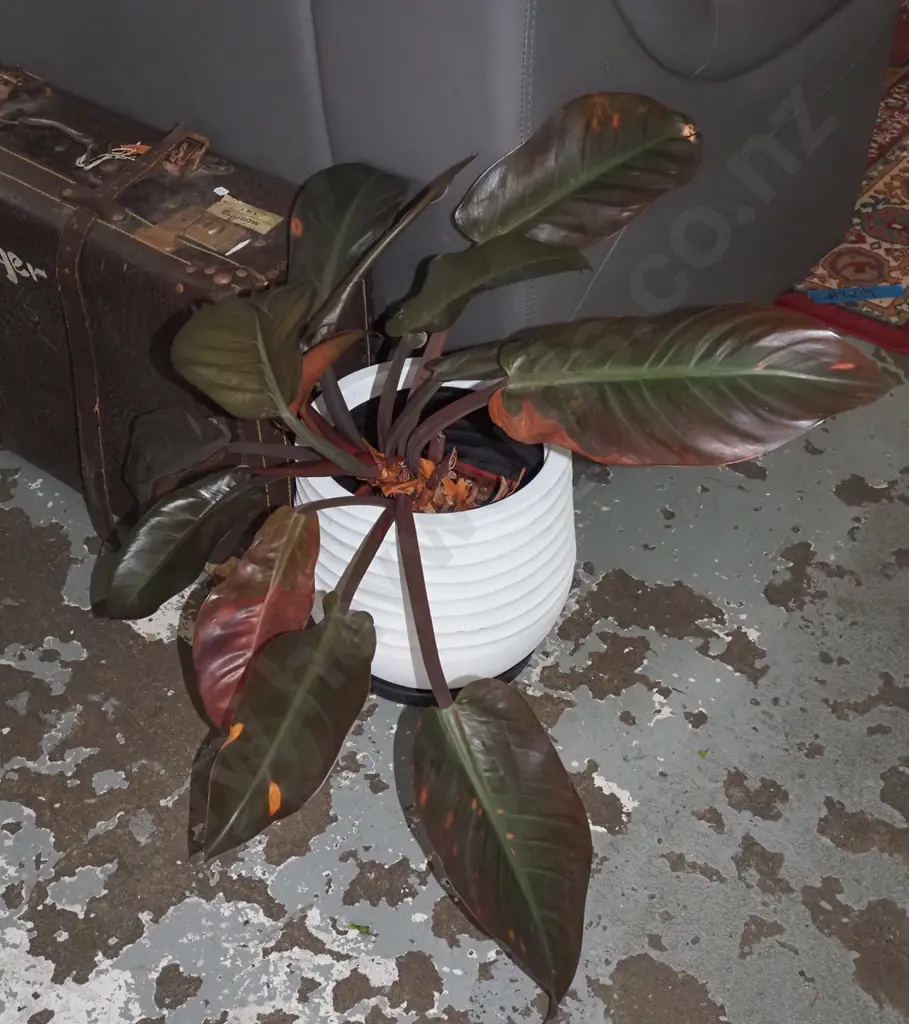 potted pink princess philodendron Total 530 Image 1++
