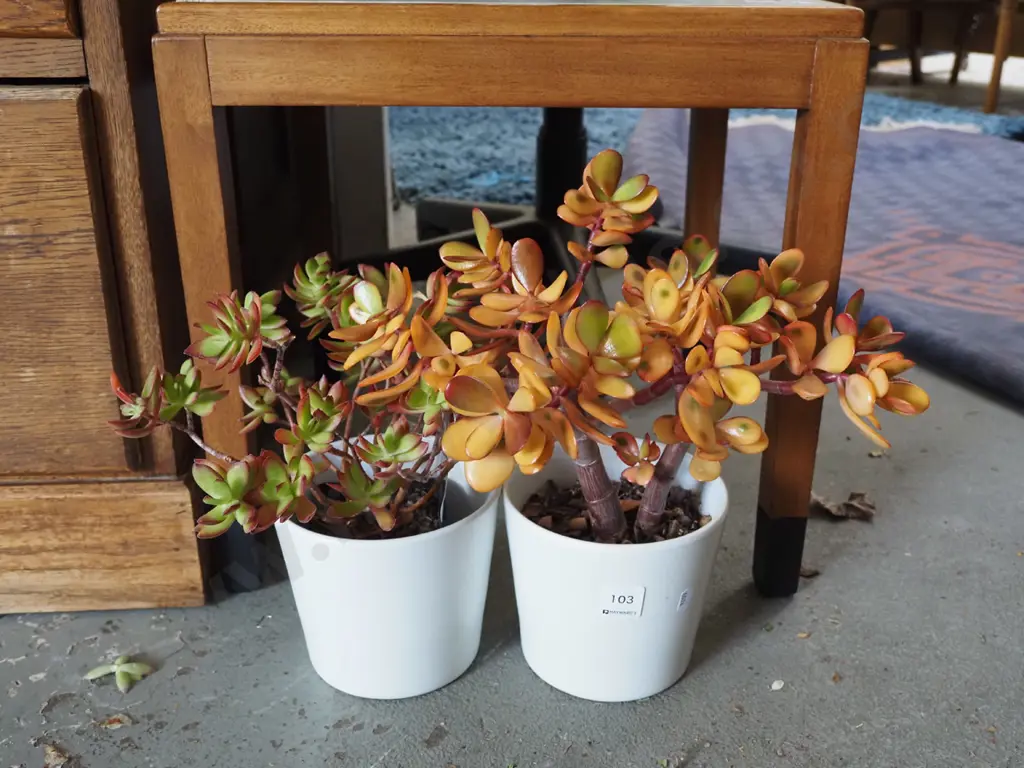2x potted succulents Image 1++