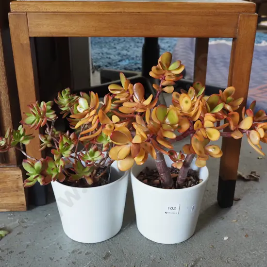 2x potted succulents
