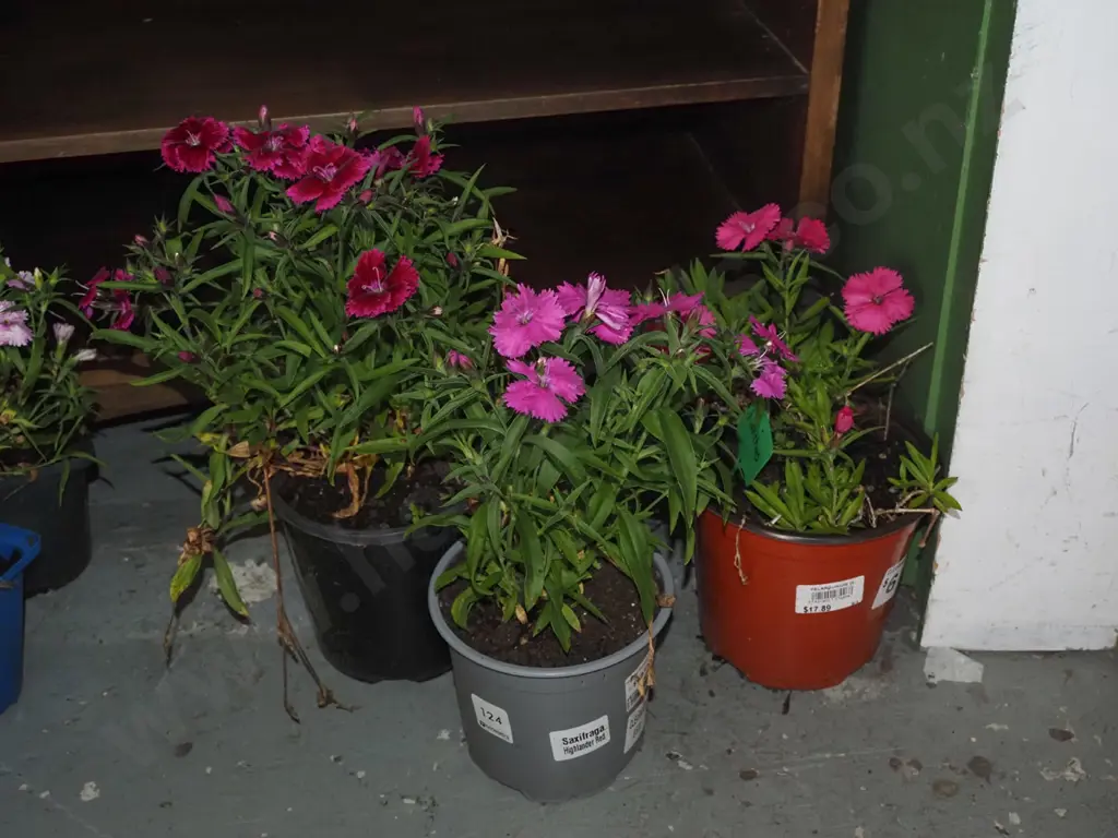 3x potted dianthus Image 1++