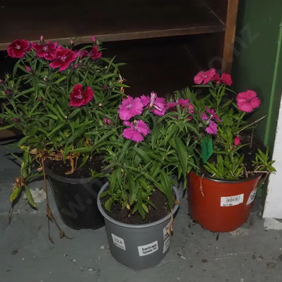 3x potted dianthus