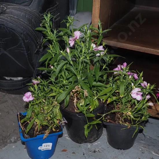 3x potted pink dianthus