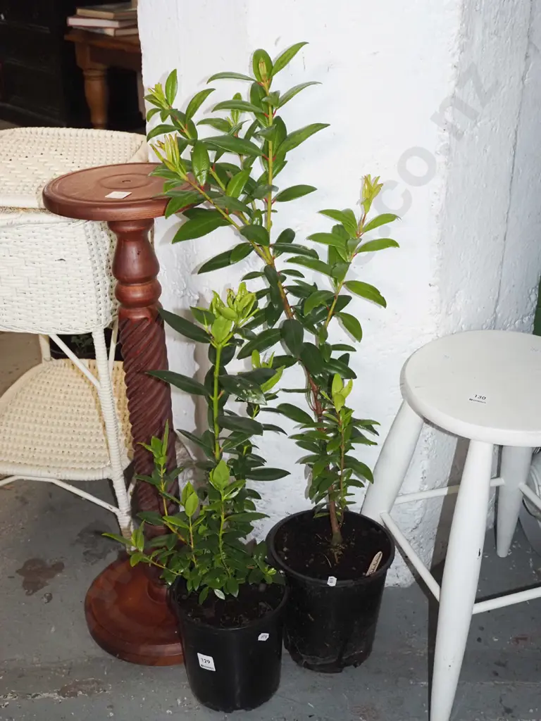 2x potted pohutukawa Image 1++