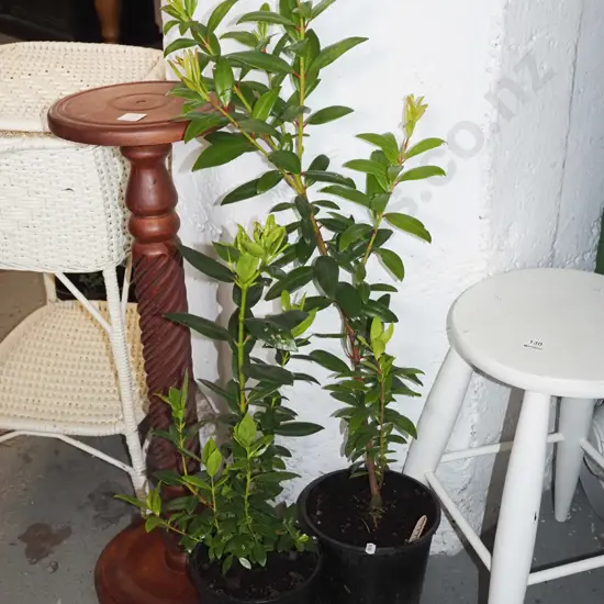 2x potted pohutukawa