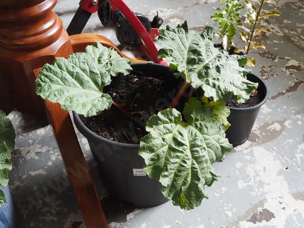 potted rhubarb Image 1++