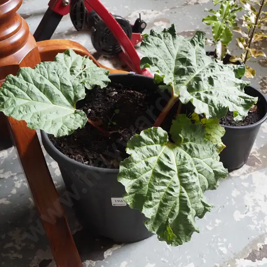 potted rhubarb