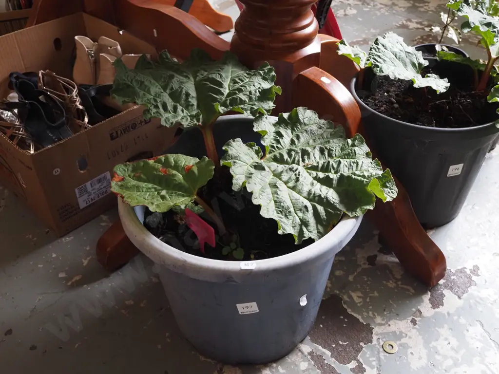 potted rhubarb Image 1++