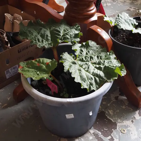 potted rhubarb