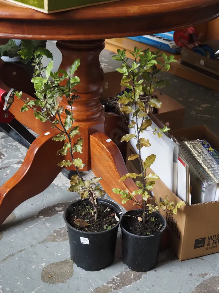 2x potted koro Image 1++