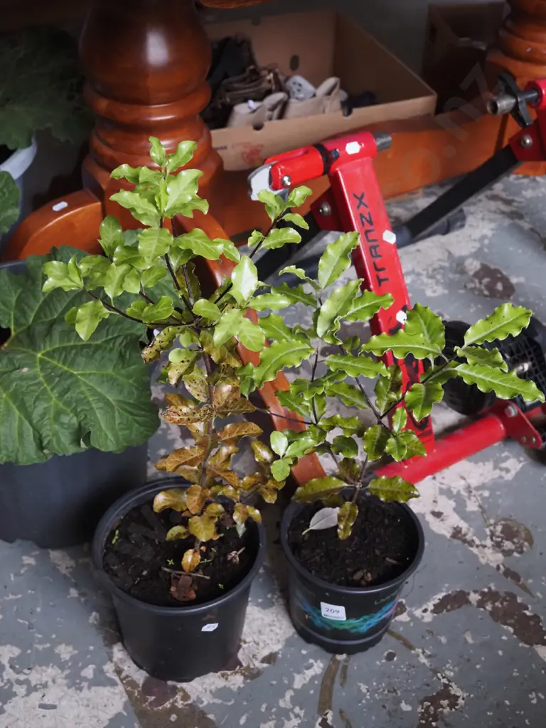 2x potted koro Image 1++