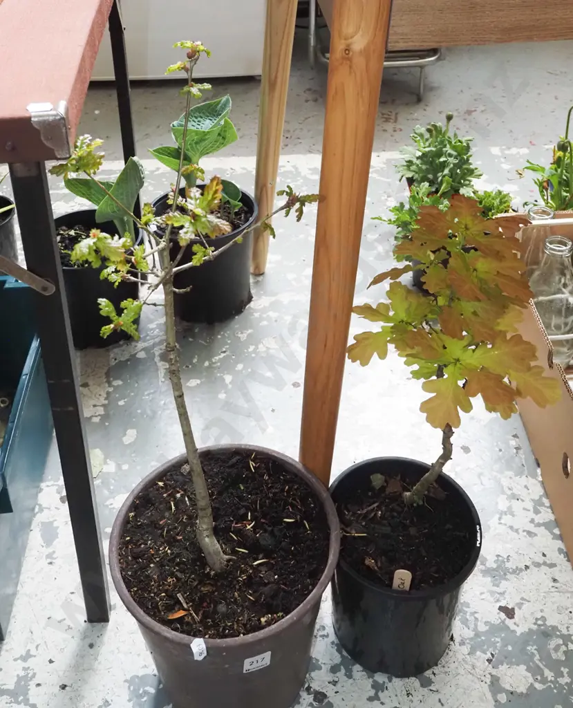 2x potted oaks Image 1++