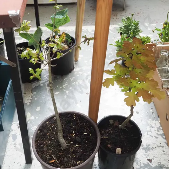 2x potted oaks