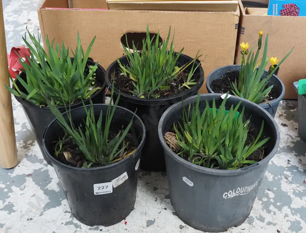 5x potted yellow eyed grasses Image 1++