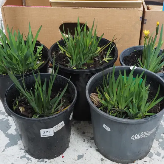 5x potted yellow eyed grasses