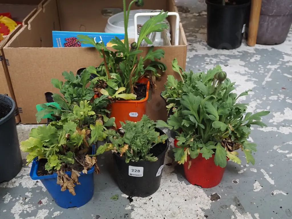 6x potted poppies Image 1++