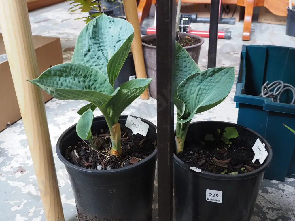 2x potted hostas Image 1++