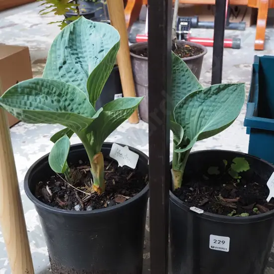 2x potted hostas