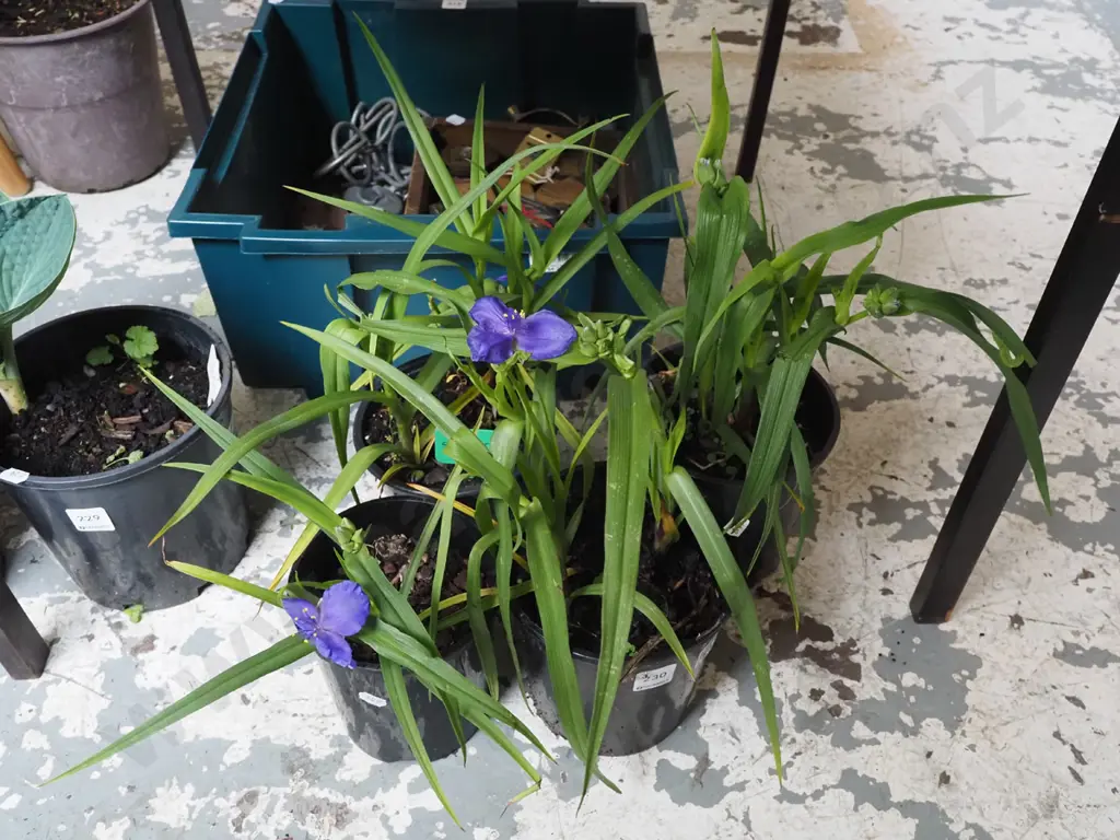 4x potted spiderworts Image 1++