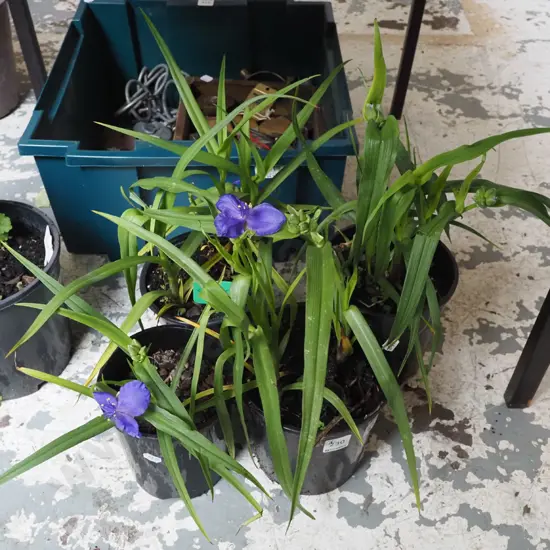 4x potted spiderworts