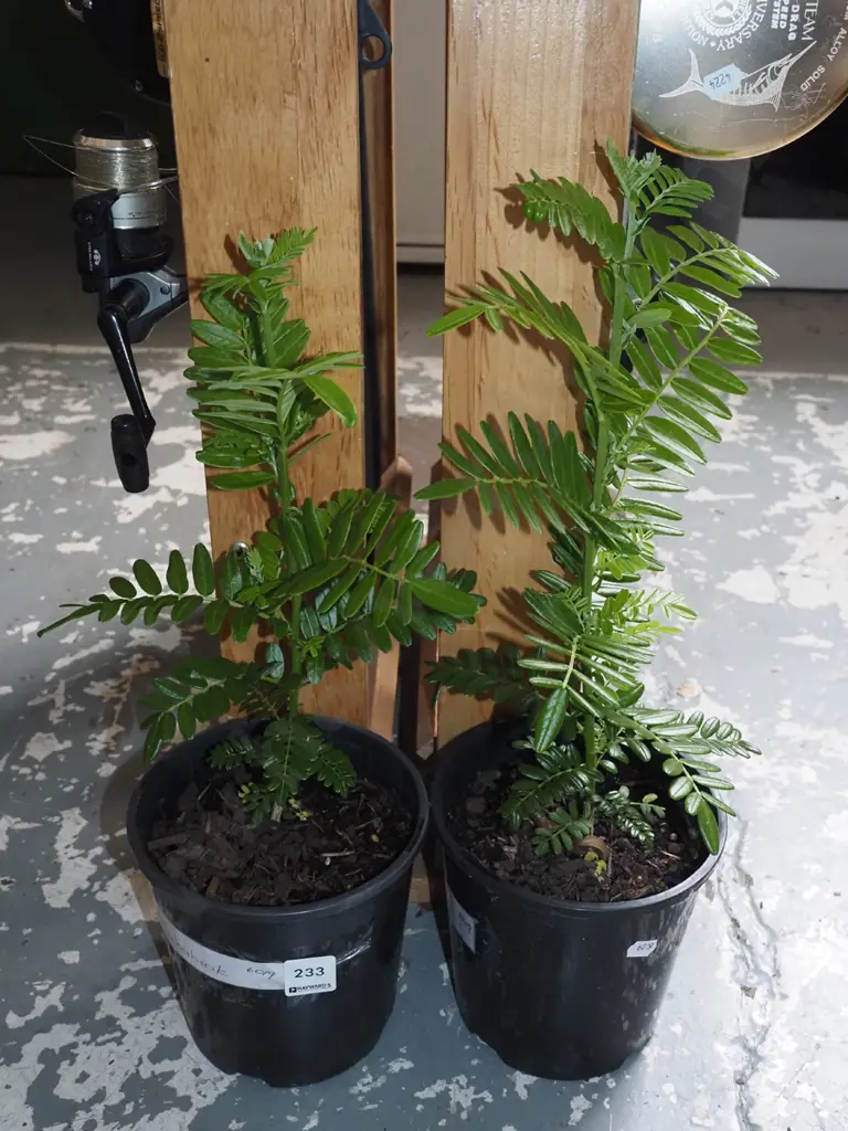 2x potted kakas beaks Image 1++