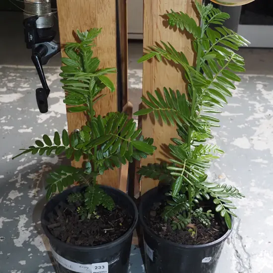 2x potted kakas beaks