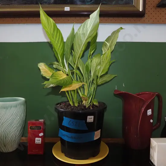 potted dieffenbachia 