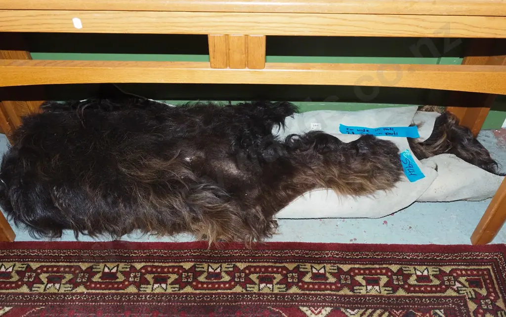 large animal pelt Approx L2000 W2100 Image 1++