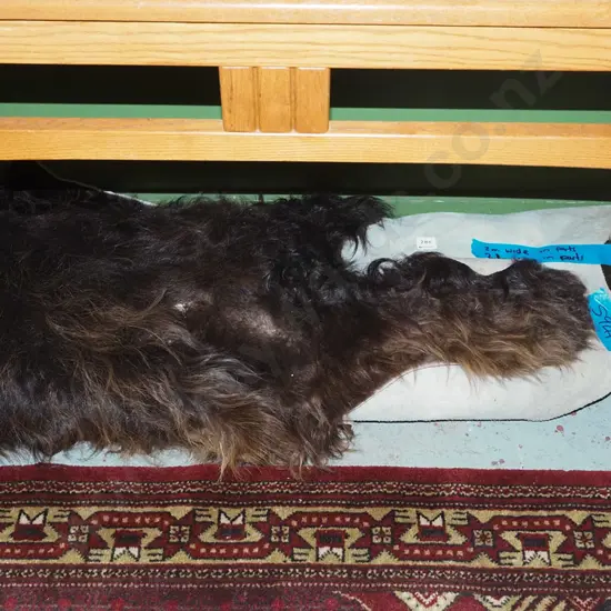 large animal pelt Approx L2000 W2100