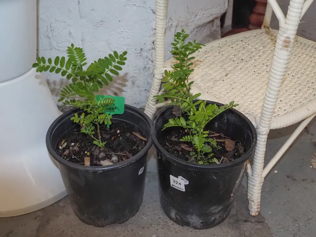 2x potted kakas beaks Image 1++